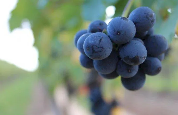 Winzerhotel Kinges-kessel Gbr 3* Morstadt